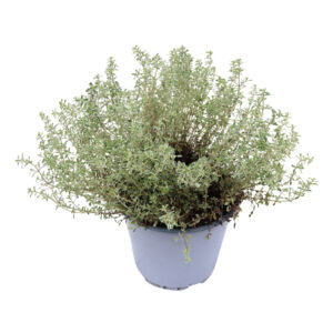 Thymus citriodorus Silver Queen