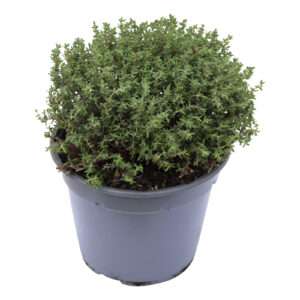 Thymus vulgaris