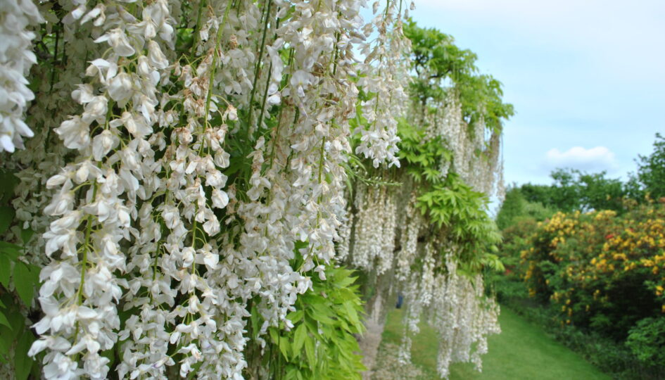 De mooiste klimplanten Zeelandplant Specialist in tuinplanten