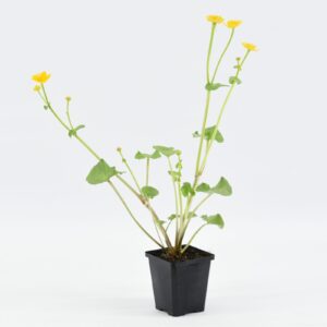 Caltha palustris