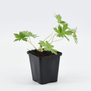 Geranium palustis
