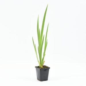 Iris pseudacorus