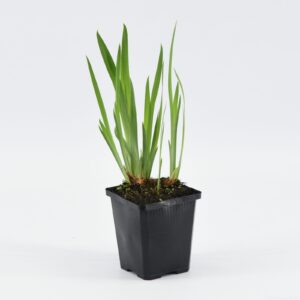 Iris kaempferi (ensata)