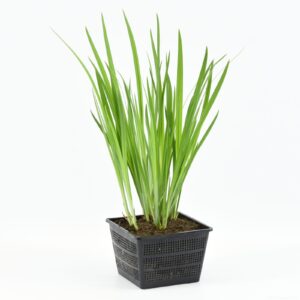 Iris laevigata Rose Queen