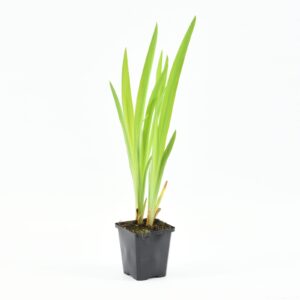 Iris versicolor