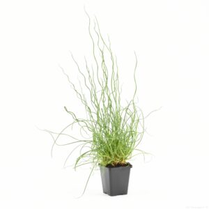 Juncus effusus Spiralis