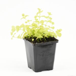Lysimachia nummularia Aurea