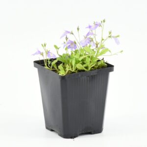 Mazus reptans blue