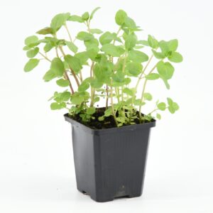 Mentha aquatica