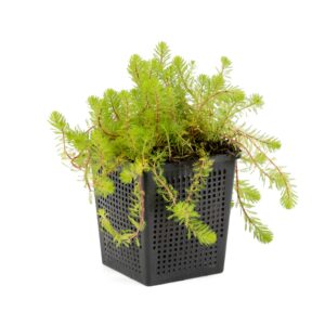 Myriophyllum rubricaule