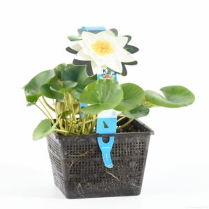 Nymphaea alba