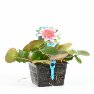 Nymphaea Attraction
