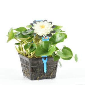 Nymphaea Gonnère
