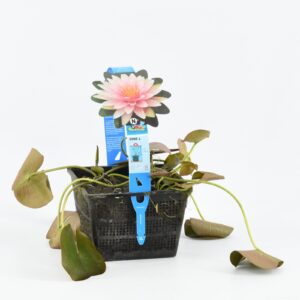 Nymphaea Madame Wilfron Gonnère