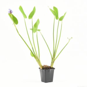 Pontederia cordata