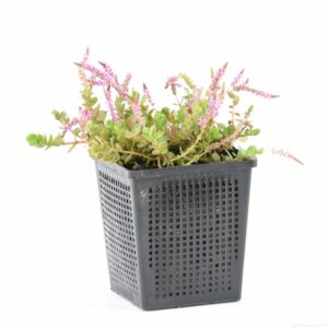 Rotala indica