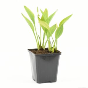 Sagittaria graminea