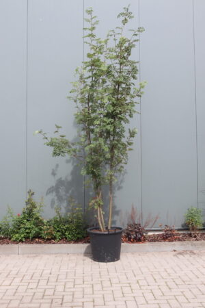 Sorbus aucuparia