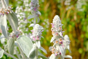 Stachys byzantina Big Ears
