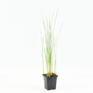 Typha minima