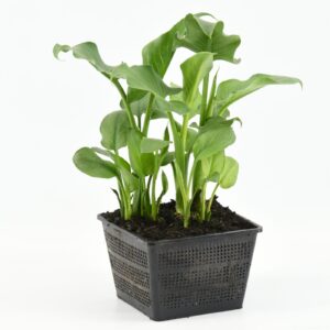 Zantedeschia aethiopica