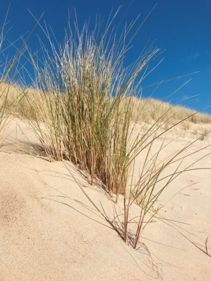 versnelling Leer zeker Planten die in de duinen staan - Zeelandplant