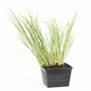 Acorus calamus Gramineus