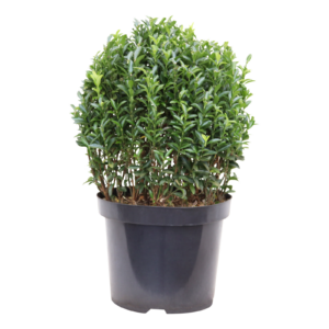 Euonymus japonicus Green Spire