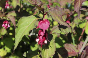 Leycesteria Formosa
