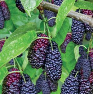 Morus nigra