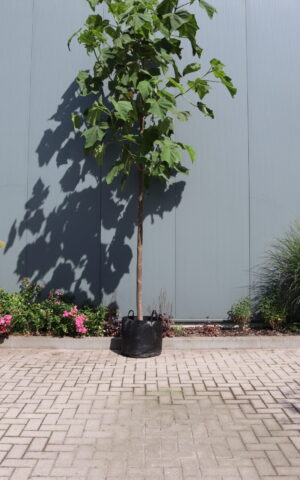 Paulownia tomentosa