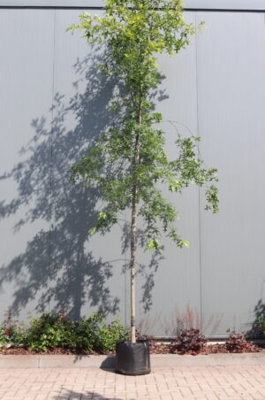 Quercus palustris