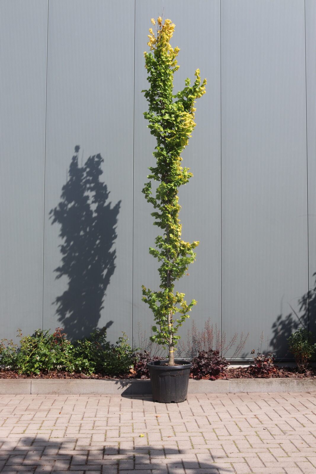 Ulmus hollandica Wredei Zeelandplant