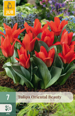 Tulipa Oriental Beauty