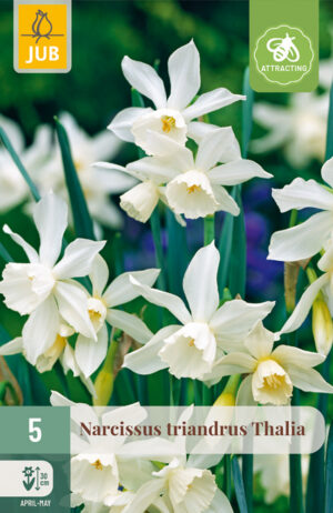 Narcissus triandrus Thalia