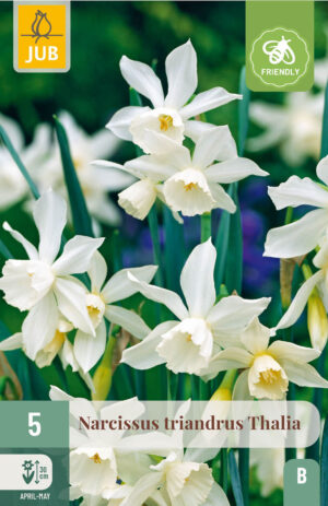 Narcissus triandrus Thalia