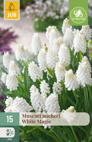 Muscari Aucheri White Magic