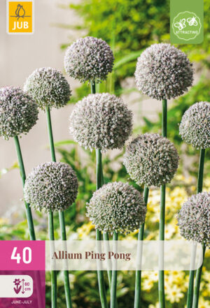 Allium Ping Pong