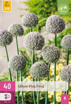 Allium Ping Pong