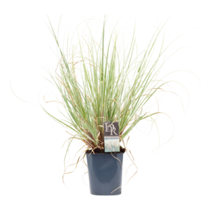 Cortaderia selloana Mini Silver Pampas