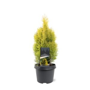 Thuja occidentalis Golden Smaragd