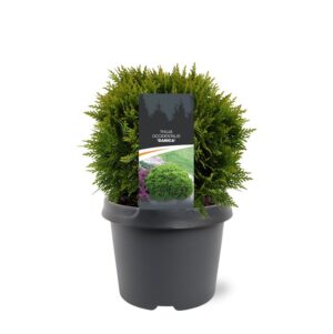 Thuja occidentalis Danica