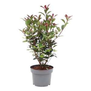 Photinia fraseri Carré Rouge
