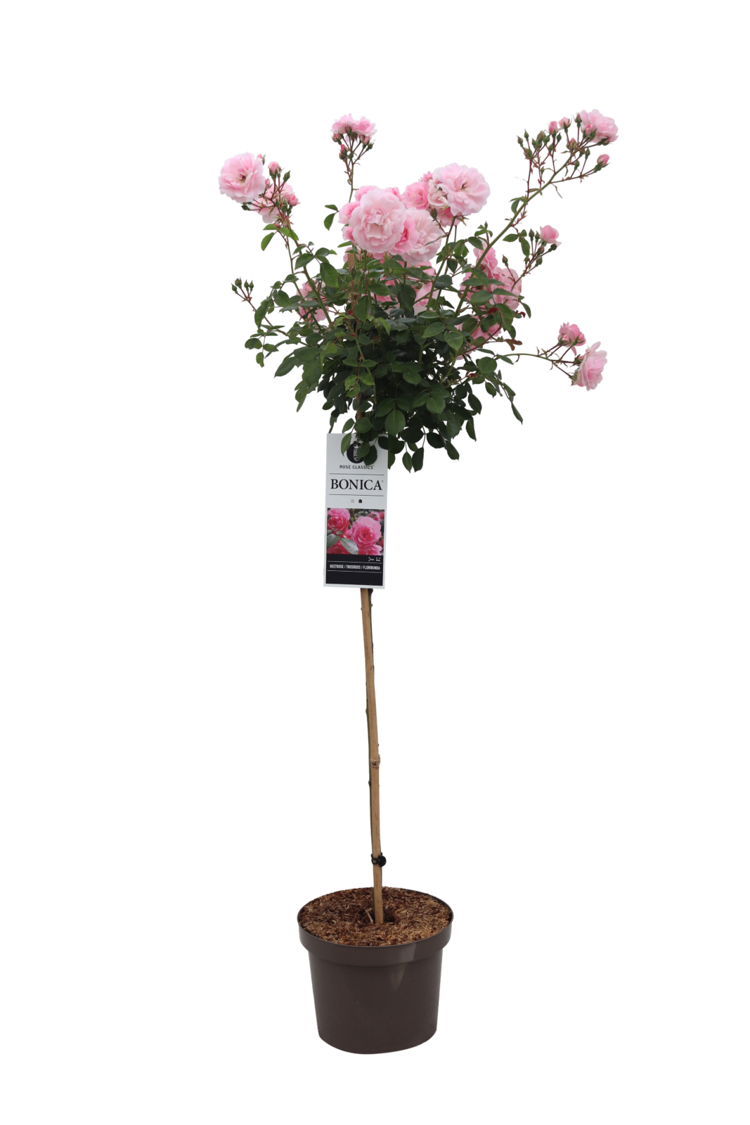 Rosa Bonica - Zeelandplant