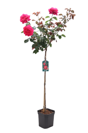 Rosa Dame de Coeur