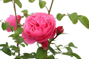 Rosa Leonardo da Vinci