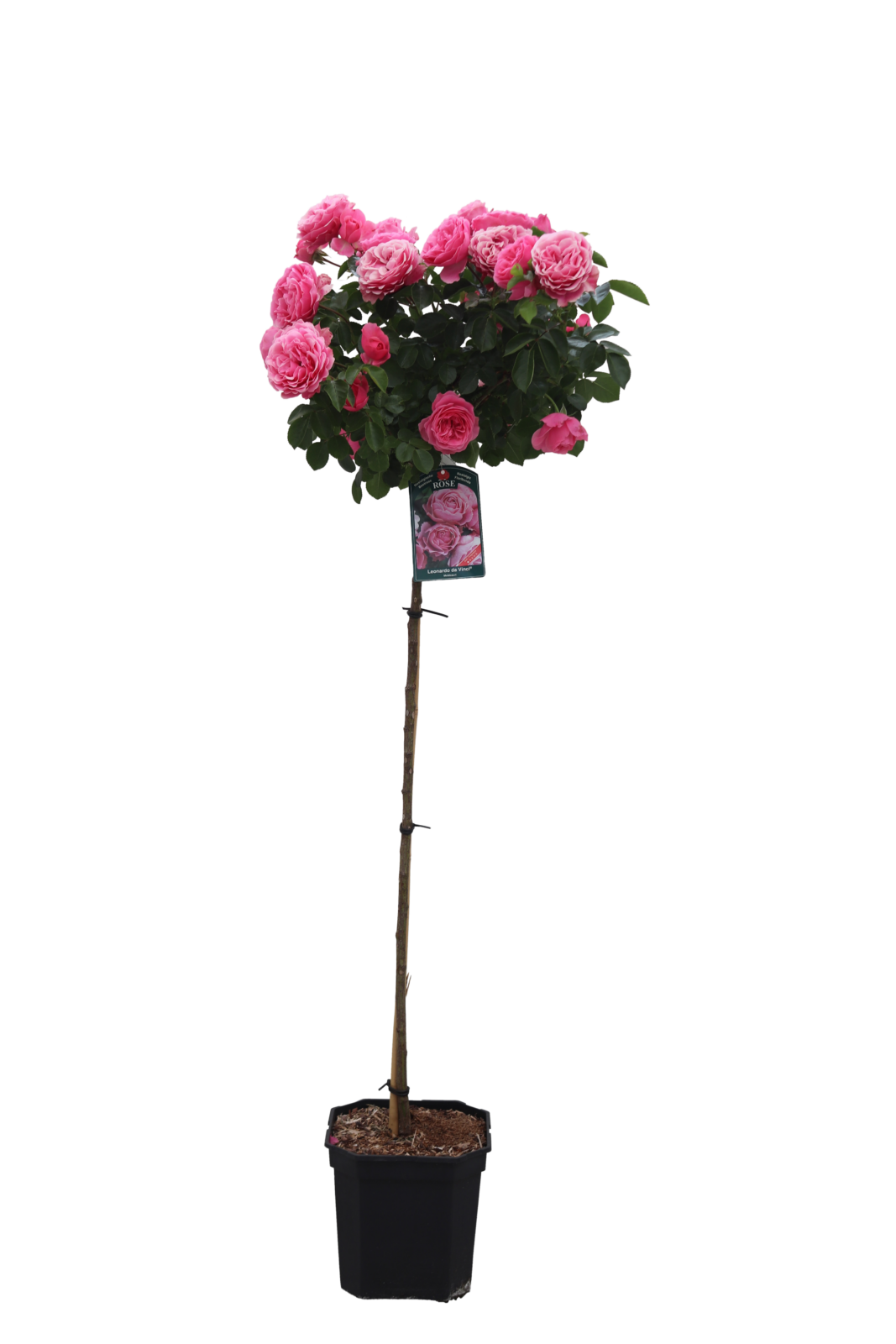 Rosa Leonardo da Vinci - Zeelandplant