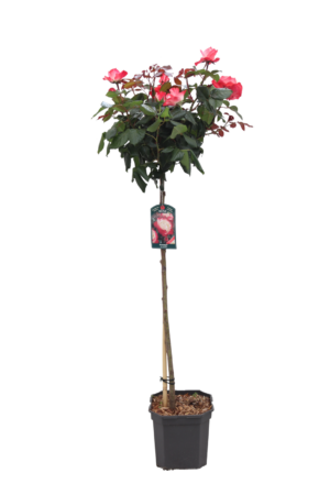 Rosa Nostalgie