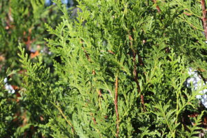 Thuja plicata Atrovirens