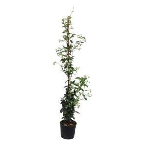 Trachelospermum jasminoides - 100/125 C3